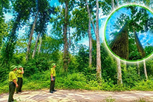 Giữ rừng chò chỉ cổ thụ ở ATK Định Hóa