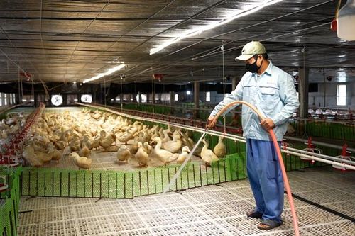 Hướng đi mới từ chăn nuôi gia cầm công nghệ cao