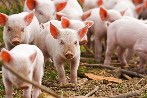 Ngày 6/10: Giá heo hơi dao động 53.000 - 56.000 đồng/kg