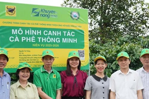 Canh tác cà phê trên đất dốc Sơn La: Giữ phân lại cho cây, trả độ phì cho đất