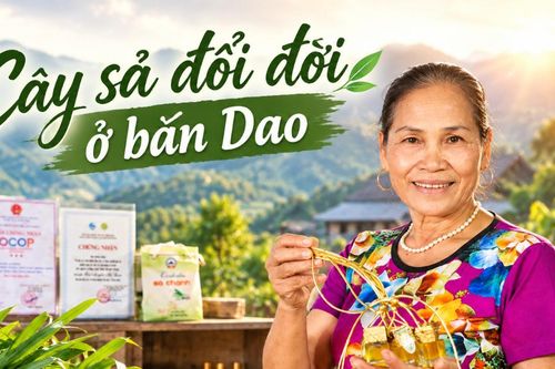 Cây sả đổi đời ở bản Dao