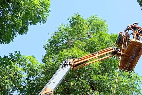 Quản lý cây xanh đô thị: Hướng tới hình thành hệ sinh thái xanh