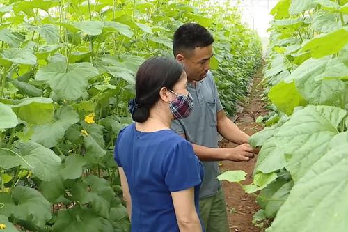 Hà Nội phấn đấu thành lập mới từ 150 hợp tác xã năm 2027