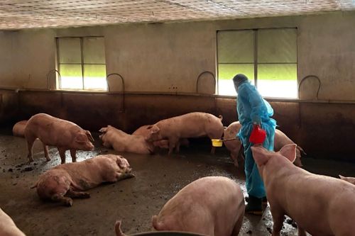 Triệt phá đường dây bán 10.000 tấn thịt lợn chứa chất cấm