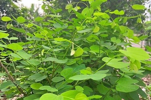Loại rau có cái tên nghe đã tò mò xưa mọc ven khe suối, bờ rào chẳng mấy ai để ý, nay thành đặc sản 50.000 đồng/kg, người thành phố săn mua