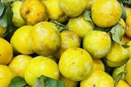 Loại quả cứ vào hè lại chín vàng trĩu cành, một cây thu cả tạ, nay thành đặc sản 60.000 đồng/kg được người thành phố ưa chuộng
