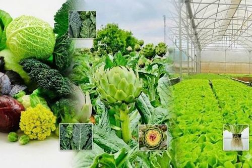 Lâm Đồng mở rộng cơ hội hợp tác nông nghiệp với Nhật Bản từ thế mạnh rau củ quả