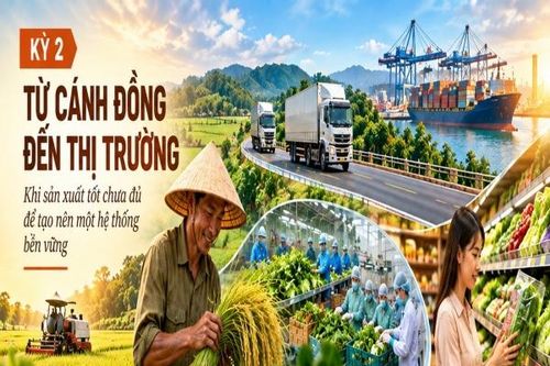Xây dựng hệ thống lương thực, thực phẩm bền vững - Kỳ 2: Từ cánh đồng đến thị trường
