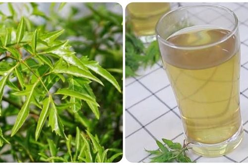 Uống nước lá đinh lăng hàng ngày có tốt?