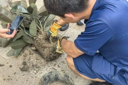 Mua chậu câu cảnh trên mạng với giá hơn 200.000 đồng, nhiều ngày sau chứng kiến cảnh tượng kinh hãi