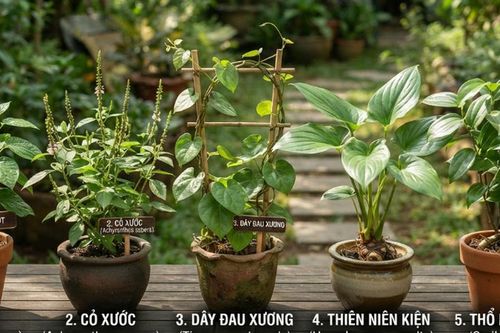 Giảm đau nhức xương khớp với 5 cây thuốc nam quanh nhà