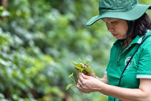 Người dành tâm huyết gìn giữ 'kho báu' dược liệu Việt