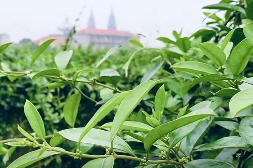 Chủ động nguồn giống, tạo nền tảng cho vùng dược liệu Việt