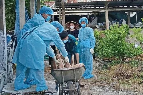 Vĩnh Long: Khẩn trương triển khai các biện pháp khoanh vùng, xử lý ổ dịch tả lợn châu Phi tại xã Phú Quới