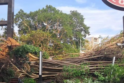 Cây bồ đề cổ thụ bật gốc trên đường Đinh Tiên Hoàng, một người bị thương nhẹ