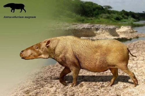 Anthracotheriidae – họ hàng bí ẩn có thể tiết lộ nguồn gốc của hà mã