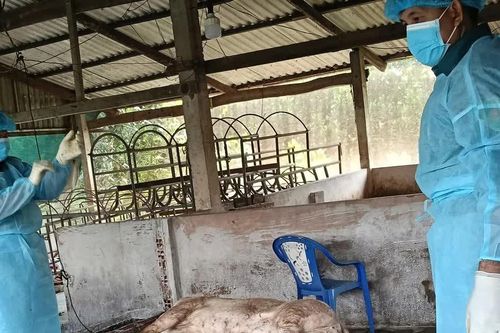 Phát hiện ổ dịch nghi dịch tả lợn châu Phi khiến nhiều con lợn chết bất thường