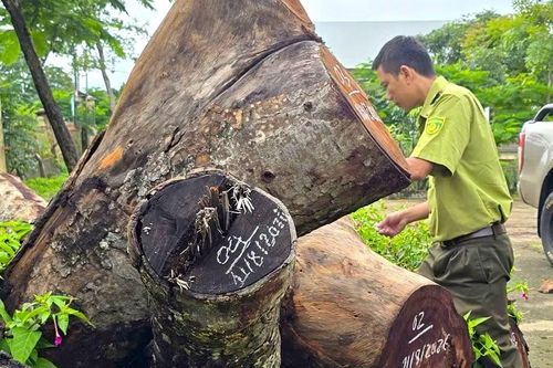 Kiểm điểm vụ hàng cây xà cừ bị cưa hạ bất thường