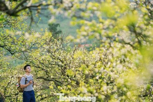 Hoa mận nở sớm giữa trời thu Mộc Châu