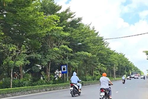 Cần Thơ kiểm tra lại các dự án liên quan Công ty Cây xanh Công Minh