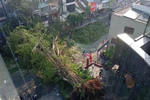 Một nam ca sĩ thoát chết trong gang tấc khi cây cổ thụ ở TPHCM đổ sập vào ô tô