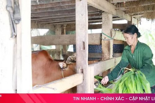 Phụ nữ Sơn Giang nâng cao thu nhập từ những mô hình kinh tế