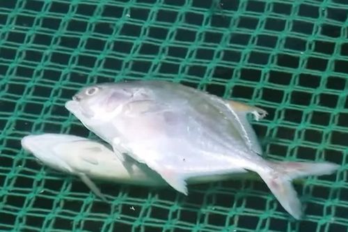 Xác định nguyên nhân cá chim nuôi lồng chết tại Khánh Hoà