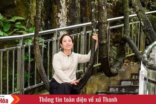 Độc đáo cây “võng tiên” bên Động Từ Thức