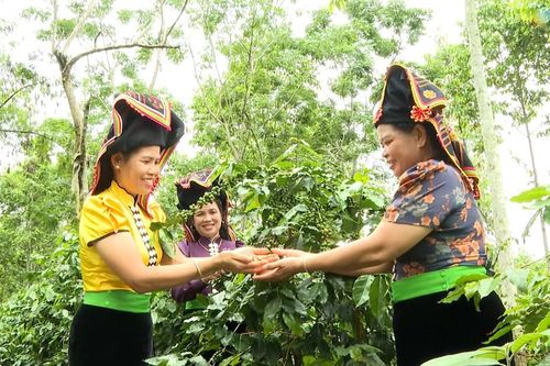 Cà phê Tây Bắc: Từ canh tác truyền thống sang sản xuất bền vững