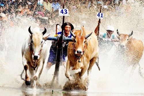 64 đôi bò tranh cúp Hội đua bò Bảy Núi lần thứ 31