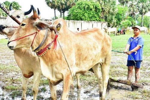 Những nài bò nhí vùng Bảy Núi