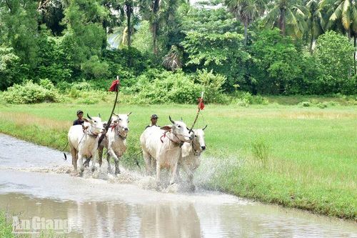 Những lượt chạy thử trước Hội đua bò Bảy Núi