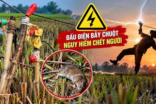 Cẩn trọng với bẫy điện ở ruộng đồng
