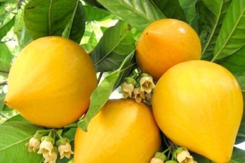 Nhớ trái u ma của tuổi thơ tôi…