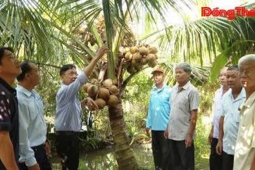 Sức sống của cây dừa trên vùng đất nhiễm phèn