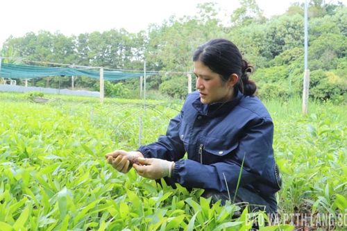 Tuấn Sơn làm giàu từ cây giống