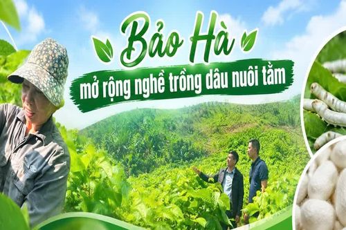 Bảo Hà mở rộng nghề trồng dâu nuôi tằm