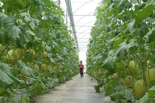 Đắk Mil phát triển nông nghiệp ứng dụng công nghệ cao