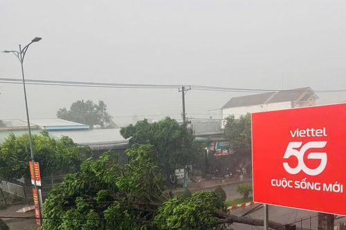 Kịp thời xử lý 3 cây xanh ngã đổ, chắn ngang đường ở Đức Linh