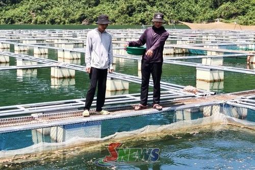 Mường La đẩy mạnh liên kết, nâng cao giá trị nuôi cá lồng