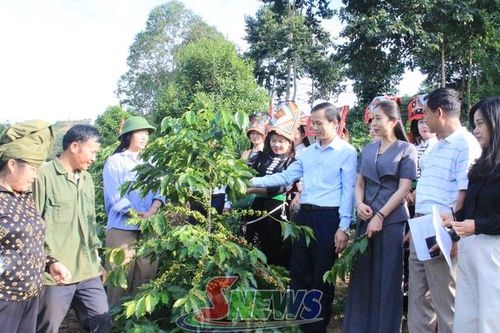 Nông dân Sơn La so tài chăm vườn cà phê đẹp