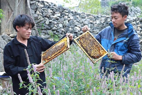 Giữ vùng Bạc hà cho mật ngọt miền đá