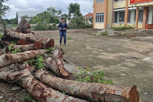 Gia Lai: Đề nghị xác định tính chất tài sản của 15 cây gỗ bị cưa hạ ở trụ sở xã