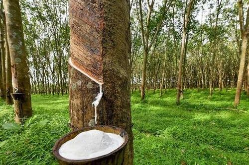 Xuất nhập khẩu Cao su (RBC) miễn nhiệm Phó Tổng Giám đốc sau 16 năm tại vị