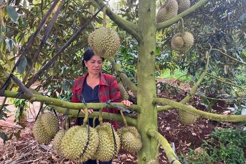 Đắk Lắk: Nông dân 'lên đời' nhờ trồng sầu riêng