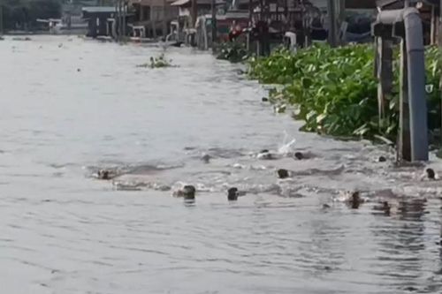Đàn 'sinh vật lạ' hơn 20 con xuất hiện trên kênh, chia phe như chuẩn bị đại chiến, người dân phát hiện điều bất thường