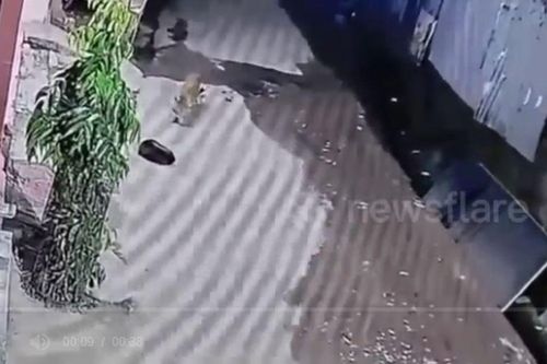 Camera ghi lại khoảnh khắc nổi da gà: Báo hoa mai lẻn vào nhà tấn công chó cưng