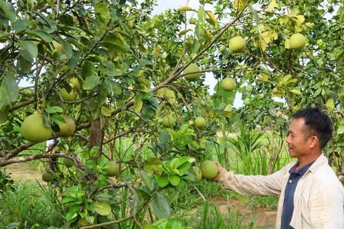 Đà Nẵng: Người dân Phước Năng đổi tư duy, mở hướng làm giàu