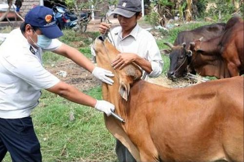 Tp. Huế đẩy mạnh tiêm phòng LMLM, chủ động phòng chống dịch bệnh gia súc
