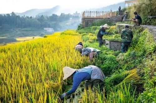 Trung Quốc đặt mục tiêu đạt 725 triệu tấn lương thực vào năm 2030